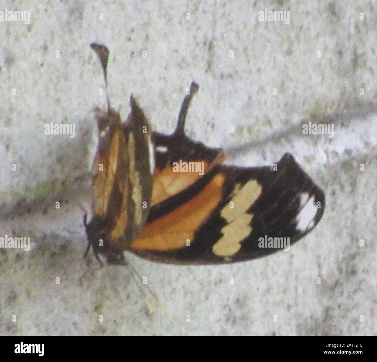 Consul Fabius Tiger Leafwing (Consul fabius) Insecta Stock Photo - Alamy