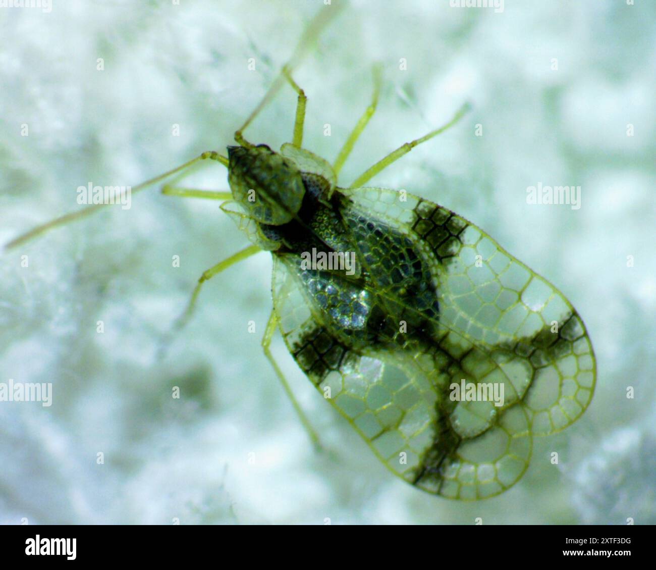 Azalea Lace Bug (Stephanitis pyrioides) Insecta Stock Photo - Alamy