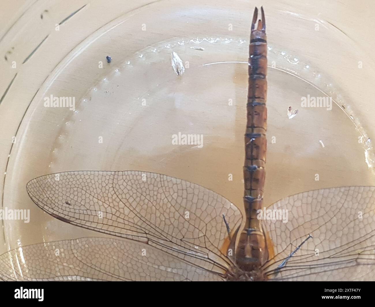 Norfolk Insects Norfolk Hawker (Isoaeschna isoceles) Insecta Stock Photo - Alamy