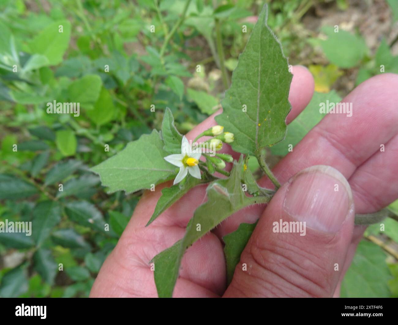 Hairy black nightshade (Solanum nigrum schultesii) Plantae Stock Photo ...