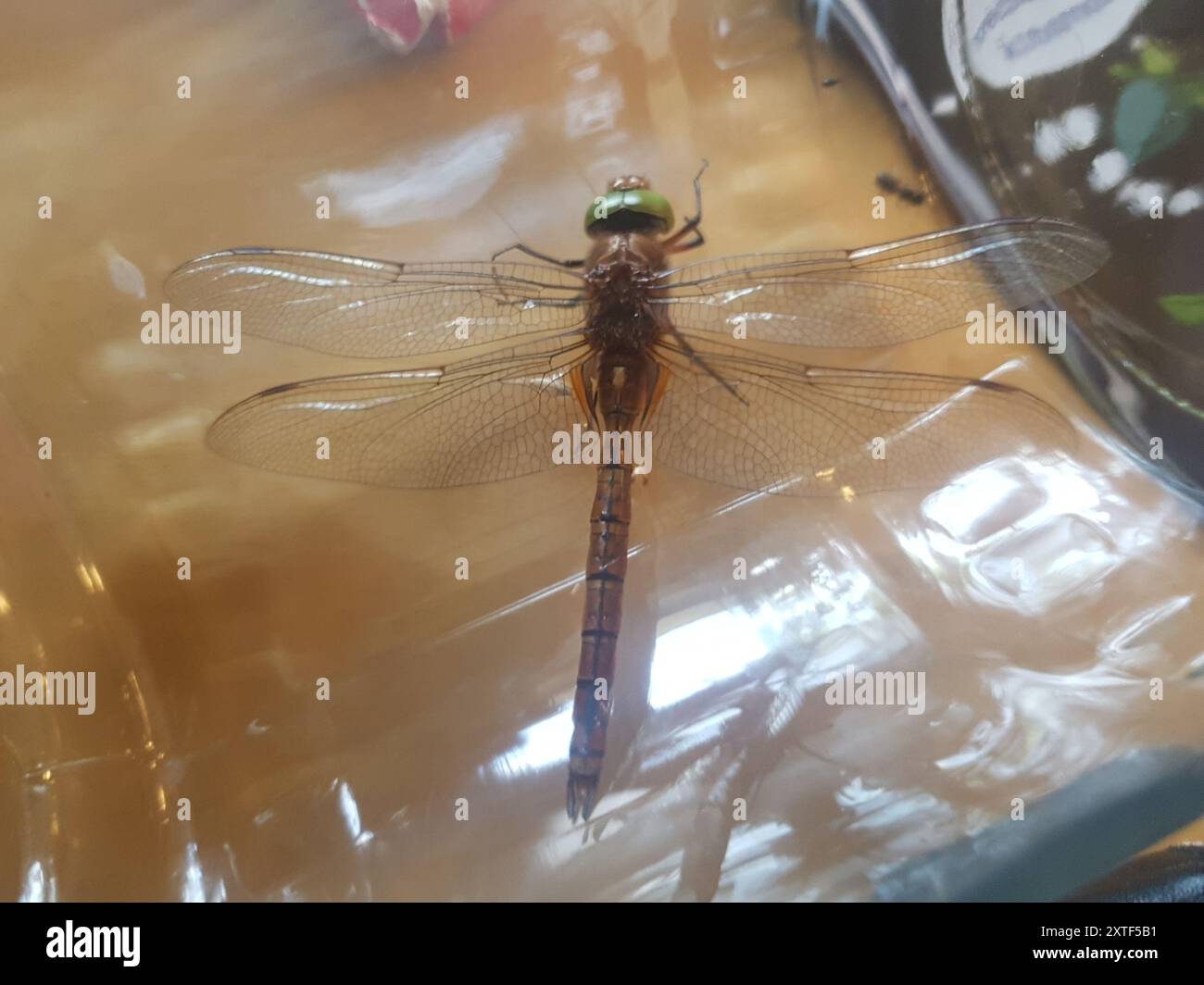 Norfolk Insects Norfolk Hawker (Isoaeschna isoceles) Insecta Stock Photo - Alamy