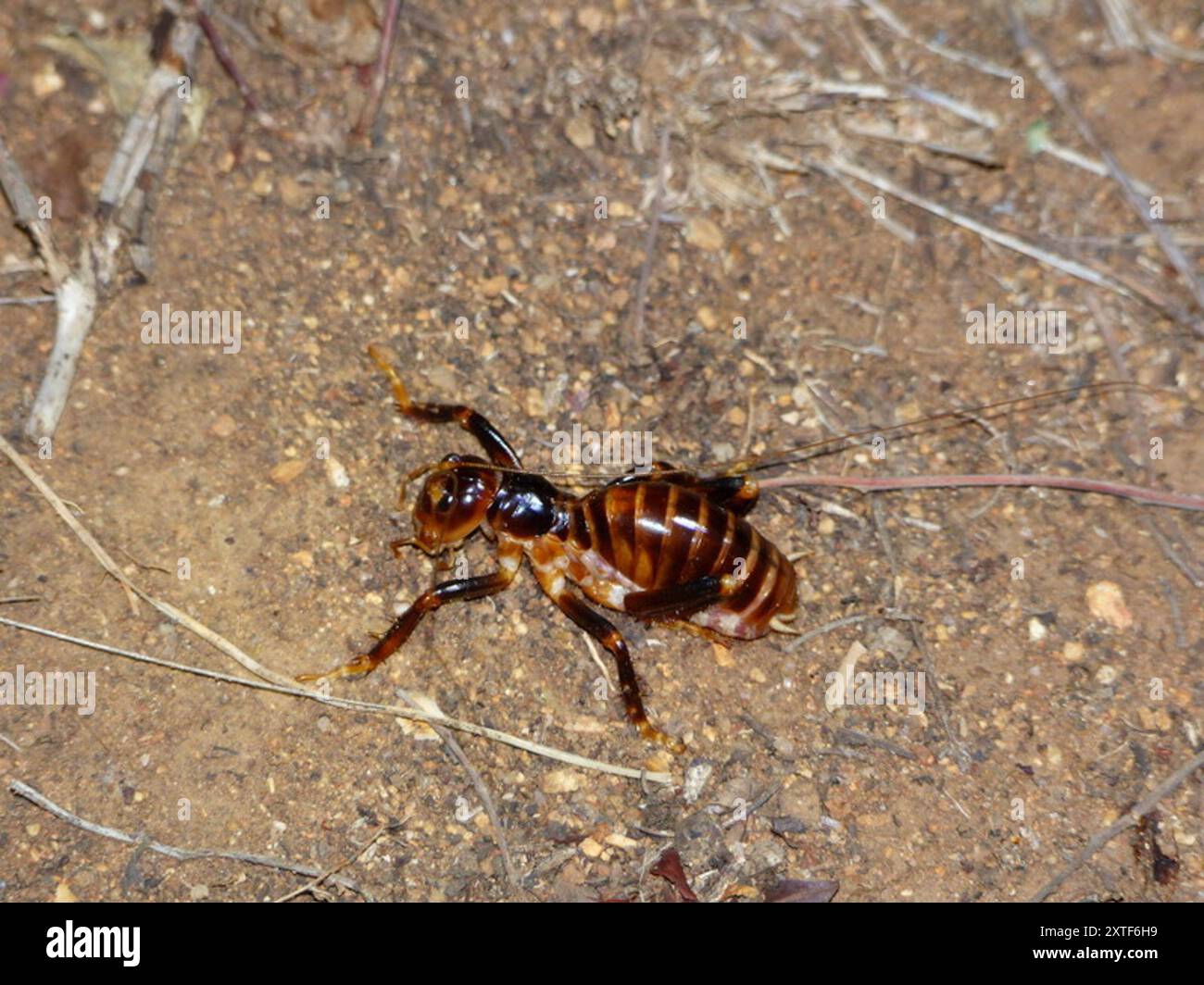 Sand Crickets (Maxentius) Insecta Stock Photo - Alamy