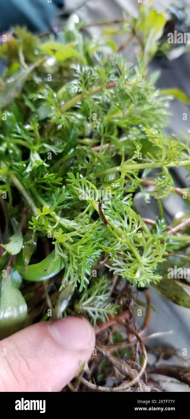 Sessile Marshweed (Limnophila sessiliflora) Plantae Stock Photo - Alamy