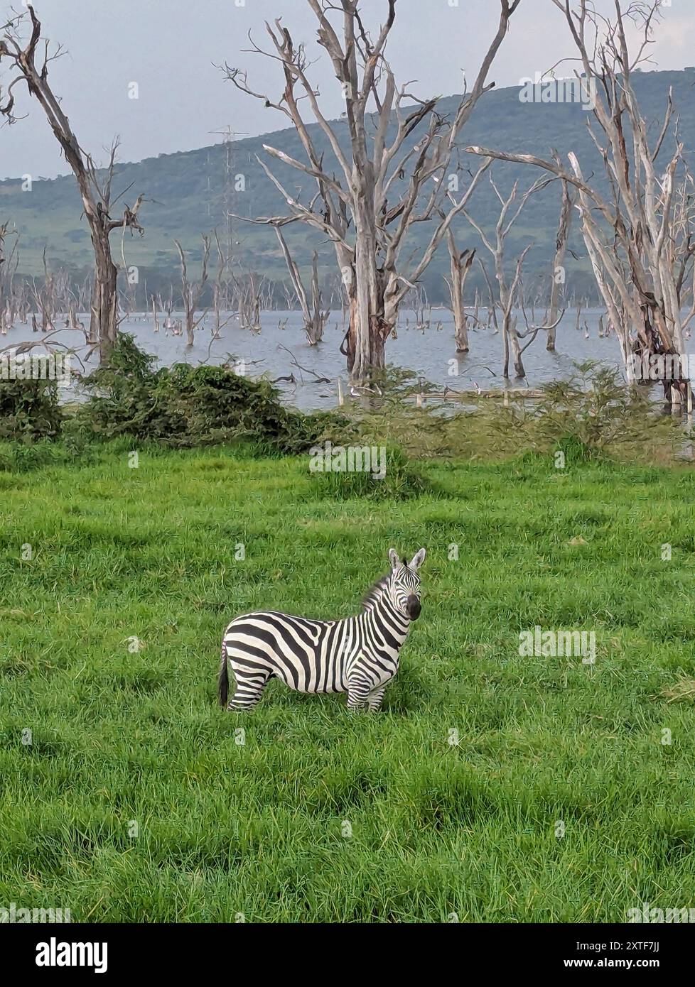 Portrait of a zebra standing in the savannah hi-res stock photography and  images - Alamy, image size:978x1390