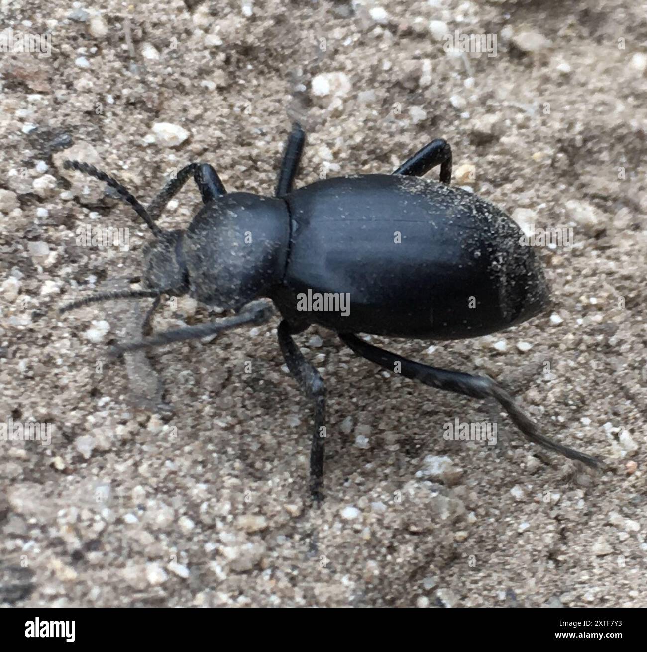 Desert Stink Beetles (Eleodes) Insecta Stock Photo - Alamy