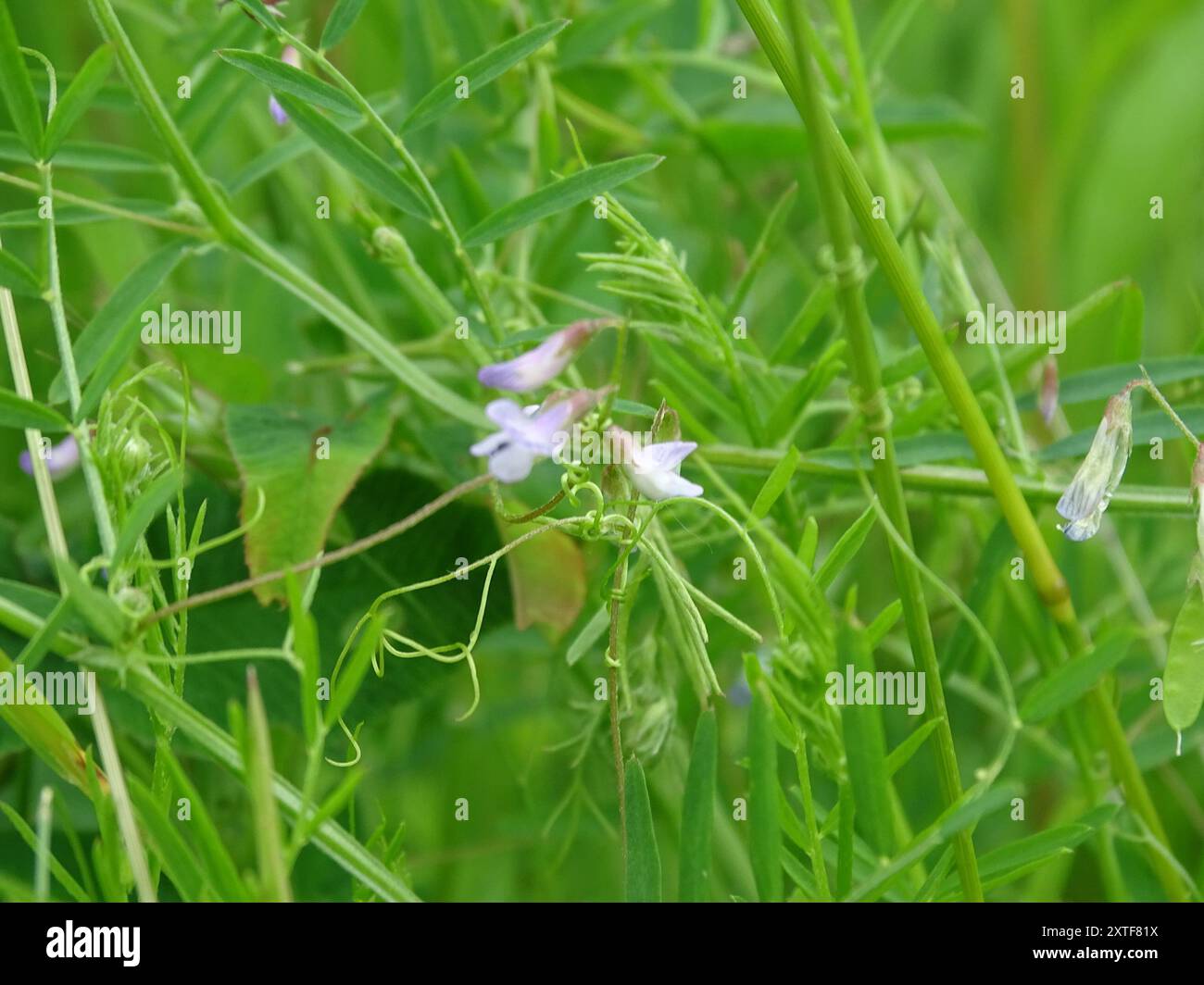 Smooth Tare Vicia Tetrasperma Plantae Stock Photo Alamy smooth-tare-vicia-tetrasperma-plantae-stock-photo-alamy
