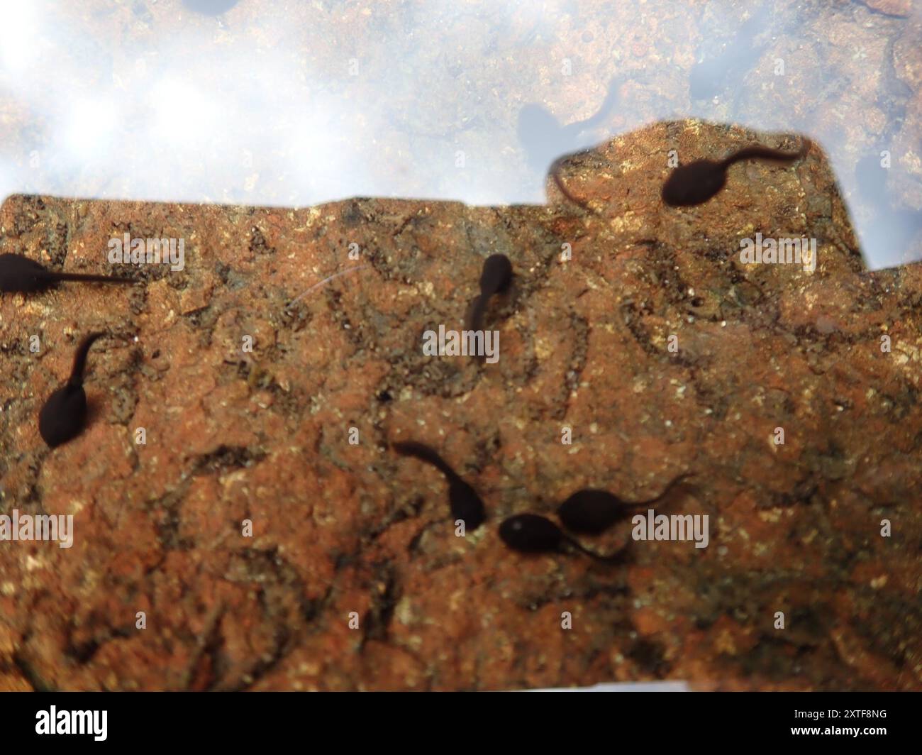 Frogs and Toads (Anura) Amphibia Stock Photo - Alamy