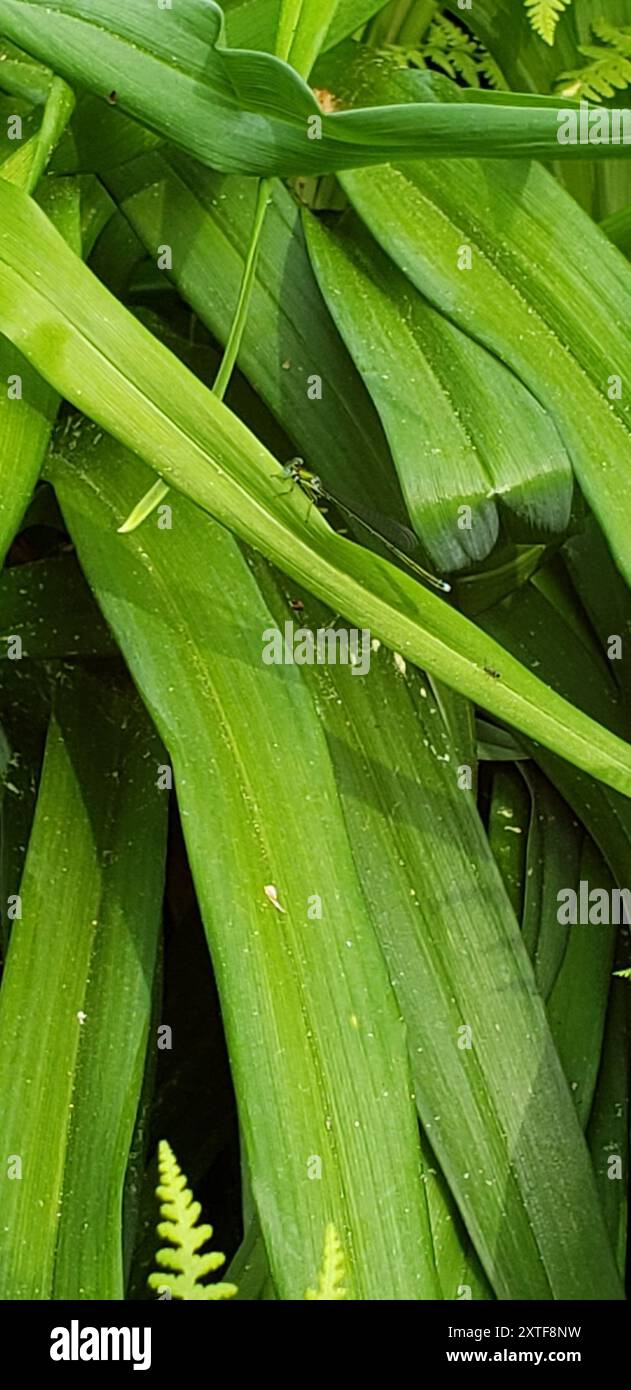 Sedge Sprite (Nehalennia irene) Insecta Stock Photo - Alamy