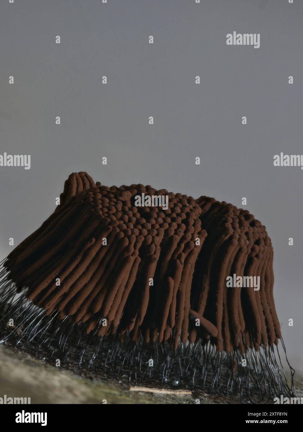 Stemonitis Splendens chocolate tube slime (Stemonitis splendens) Protozoa Stock Photo - Alamy