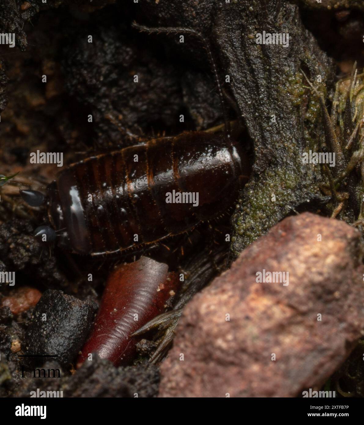 Cockroaches and Termites (Blattodea) Insecta Stock Photo - Alamy