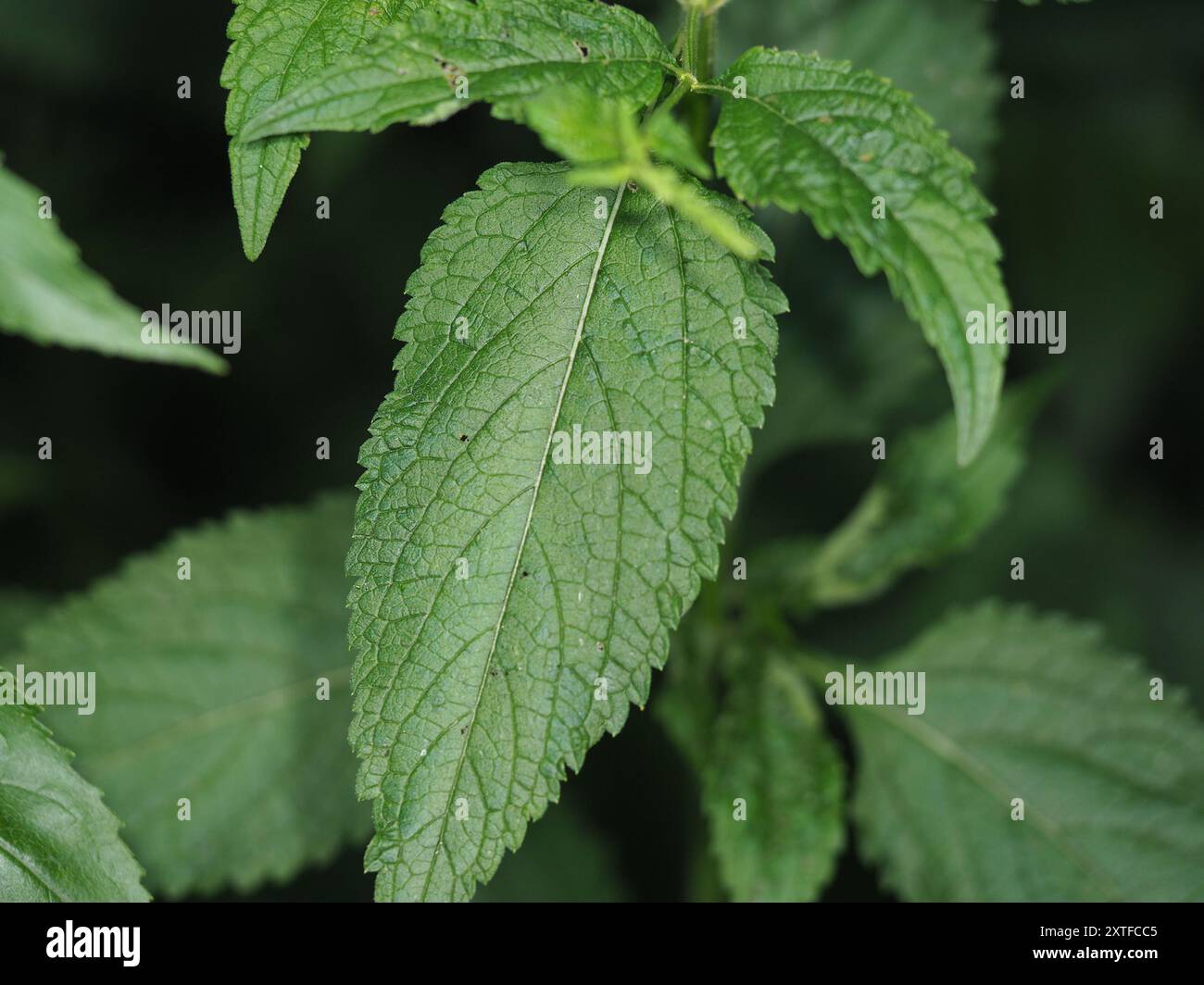white vervain (Verbena urticifolia) Plantae Stock Photo - Alamy