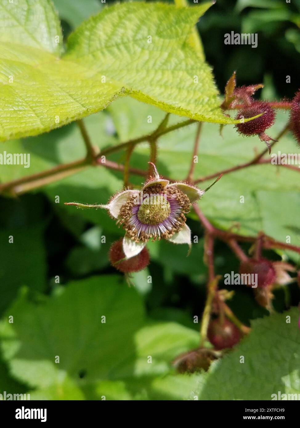 Flowered Raspberry purple-flowered raspberry (Rubus odoratus) Plantae Stock Photo - Alamy