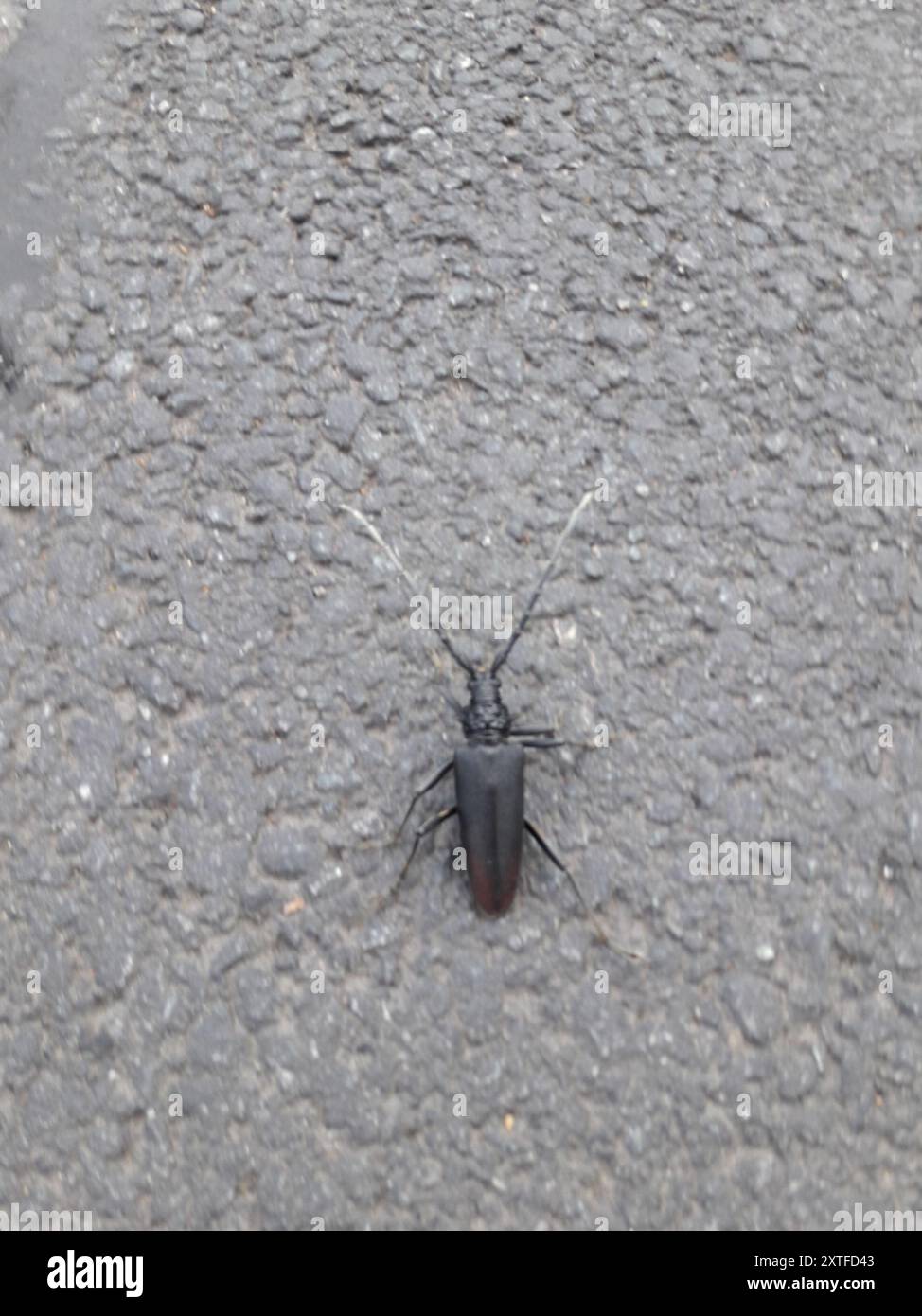 Capricorn Insect Great capricorn beetle (Cerambyx cerdo) Insecta Stock Photo - Alamy
