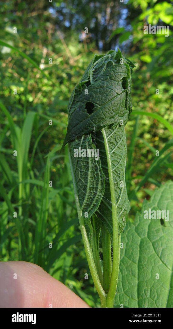 Serpentine Webworm Moth (Herpetogramma aeglealis) Insecta Stock Photo ...