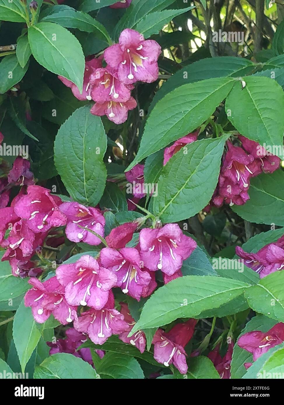 Weigela bushes (Weigela) Plantae Stock Photo Alamy