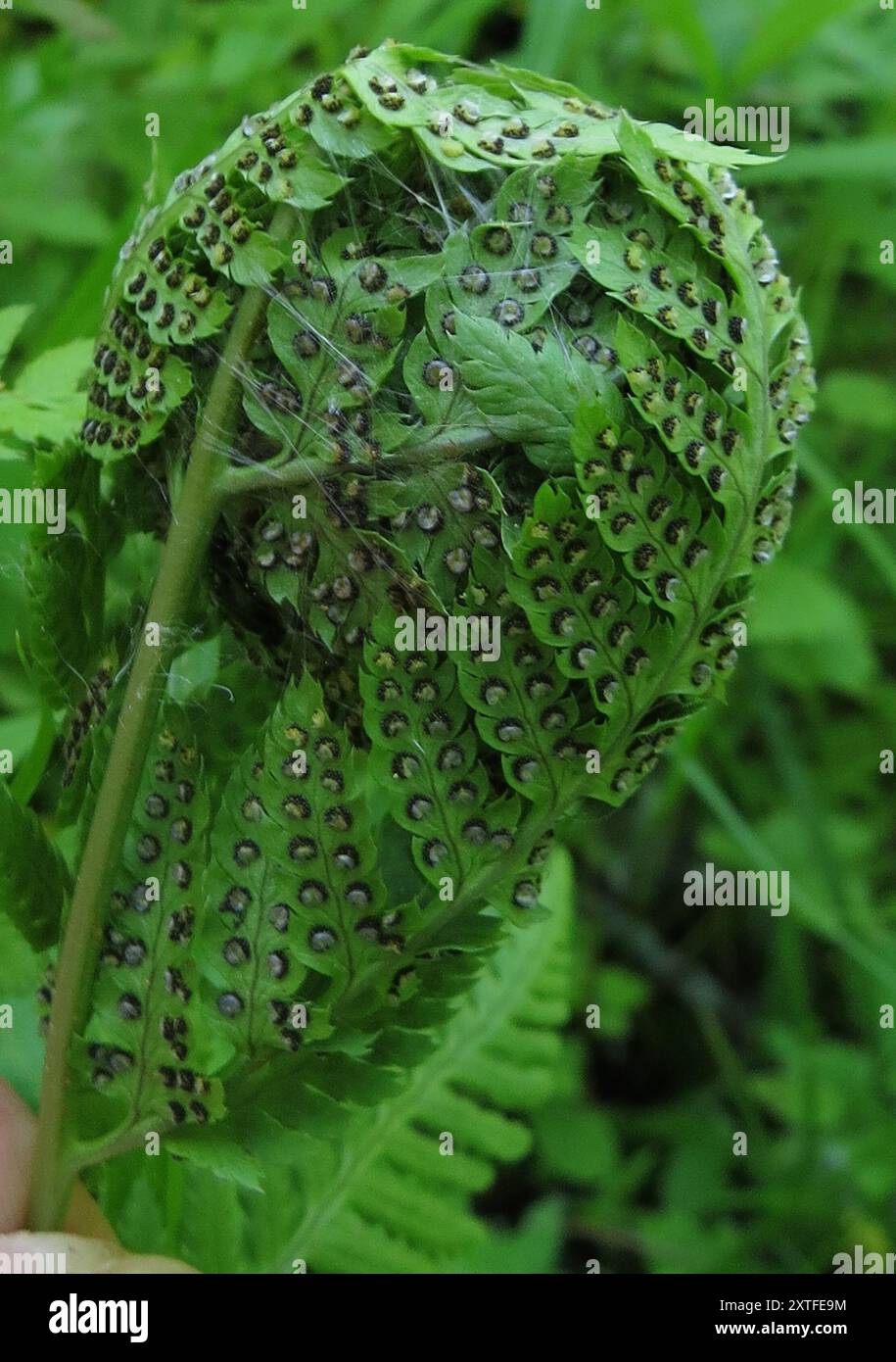 Serpentine Webworm Moth (Herpetogramma aeglealis) Insecta Stock Photo ...
