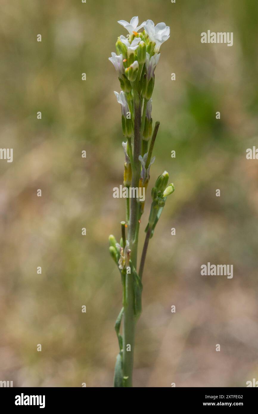 drummond's rockcress (Boechera stricta) Plantae Stock Photo - Alamy