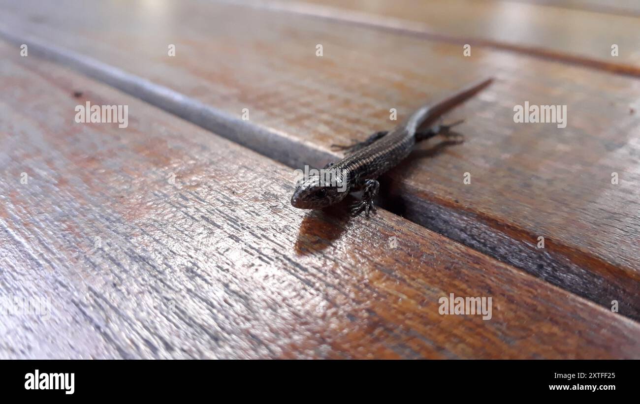 Striped Lightbulb Lizard (Riama striata) Reptilia Stock Photo Alamy