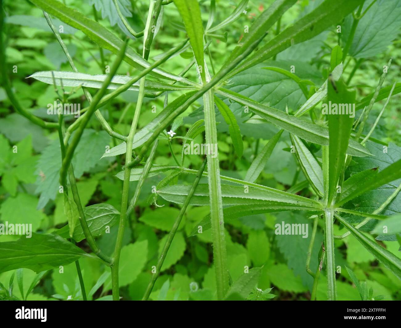 catchweed bedstraw (Galium aparine) Plantae Stock Photo - Alamy