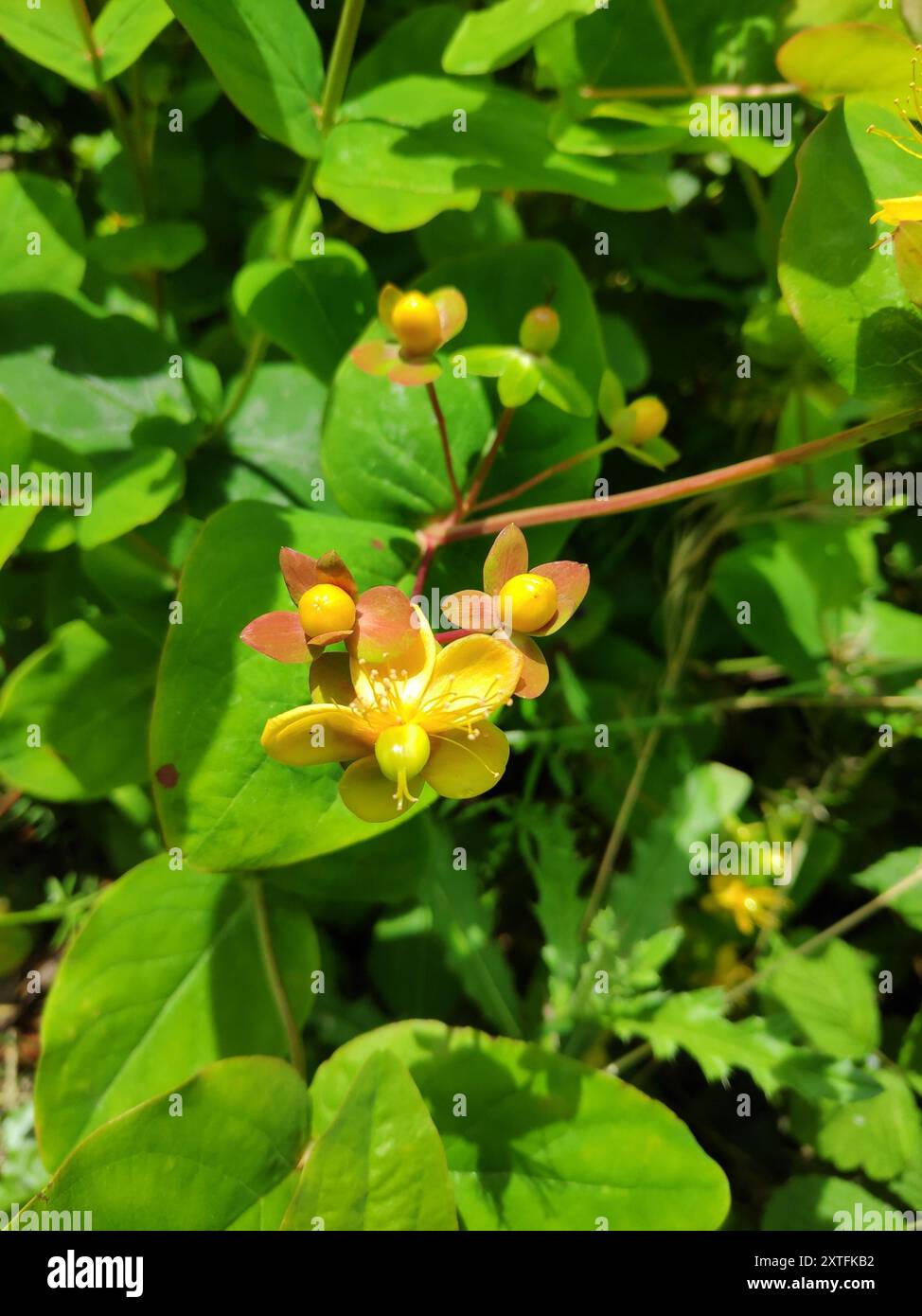 Tutsan (Hypericum androsaemum) Plantae Stock Photo - Alamy