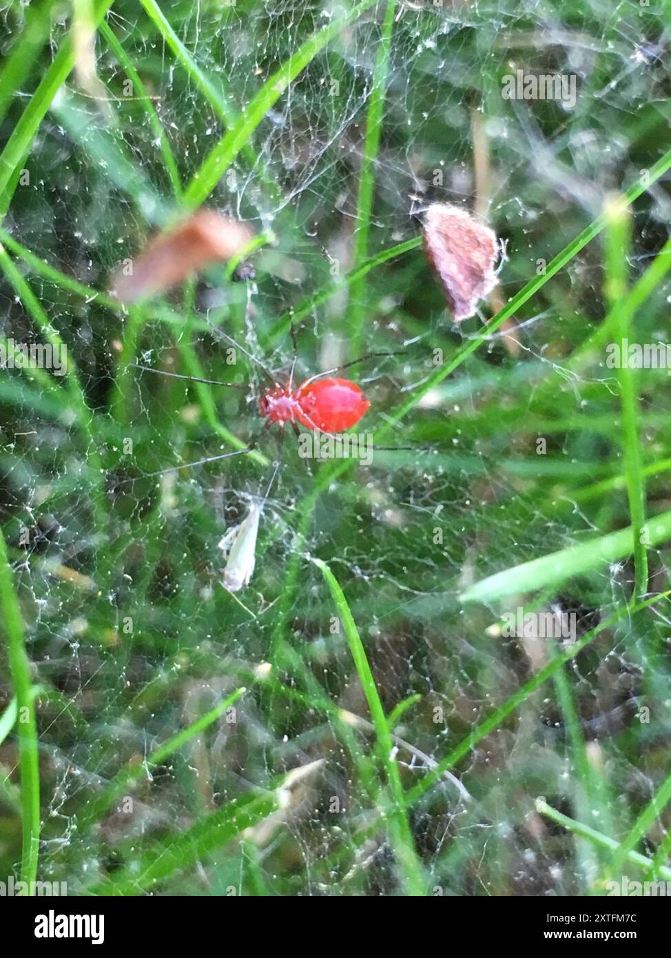 Black-tailed Red Sheetweaver (Florinda coccinea) Arachnida Stock Photo ...