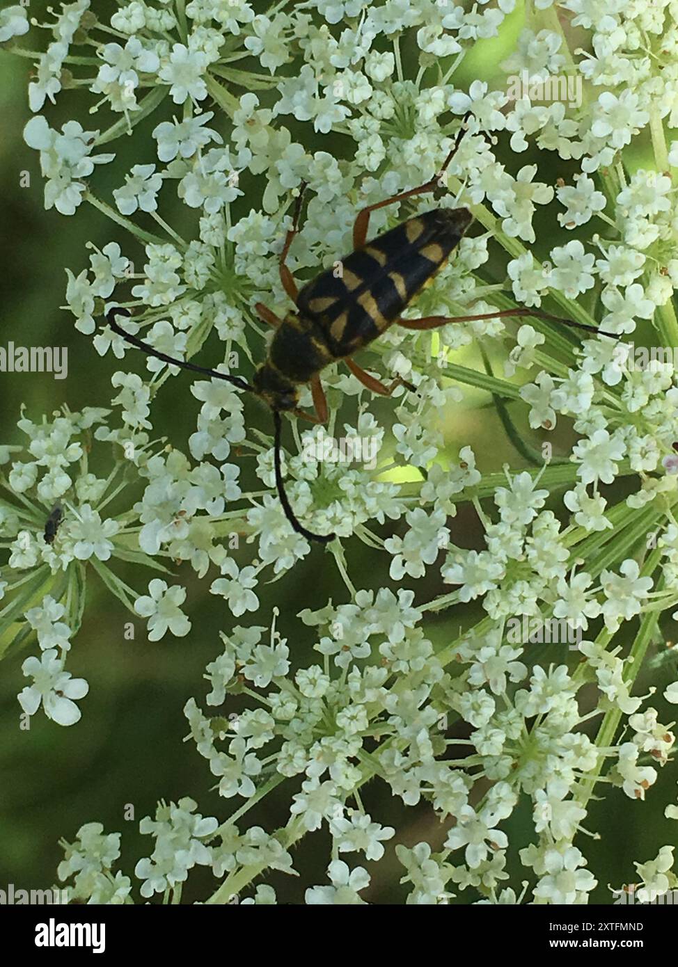 Zebra Longhorn Beetle (Typocerus zebra) Insecta Stock Photo - Alamy