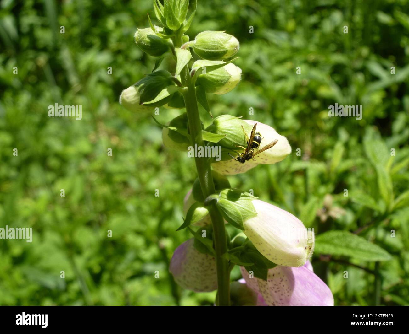 Bramble Mason Wasp (Ancistrocerus adiabatus) Insecta Stock Photo - Alamy