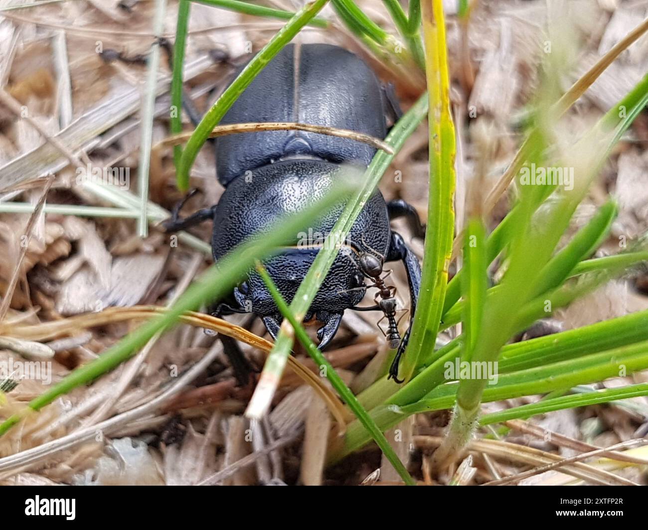 Lesser Stag Beetle (Dorcus parallelipipedus) Insecta Stock Photo - Alamy