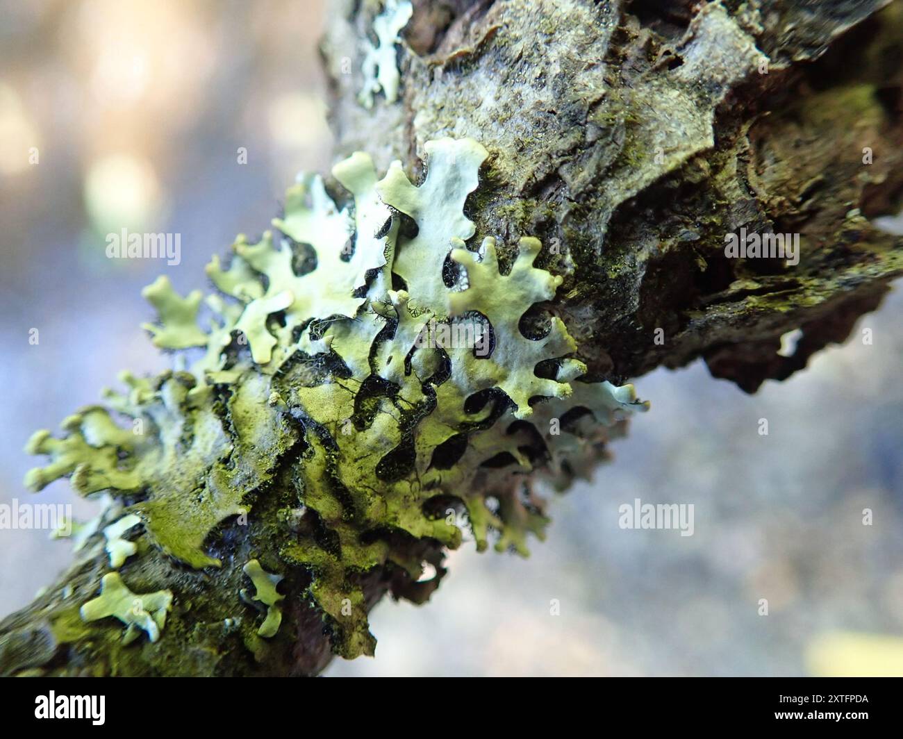 Green Loop Lichen (Hypotrachyna sinuosa) Fungi Stock Photo - Alamy