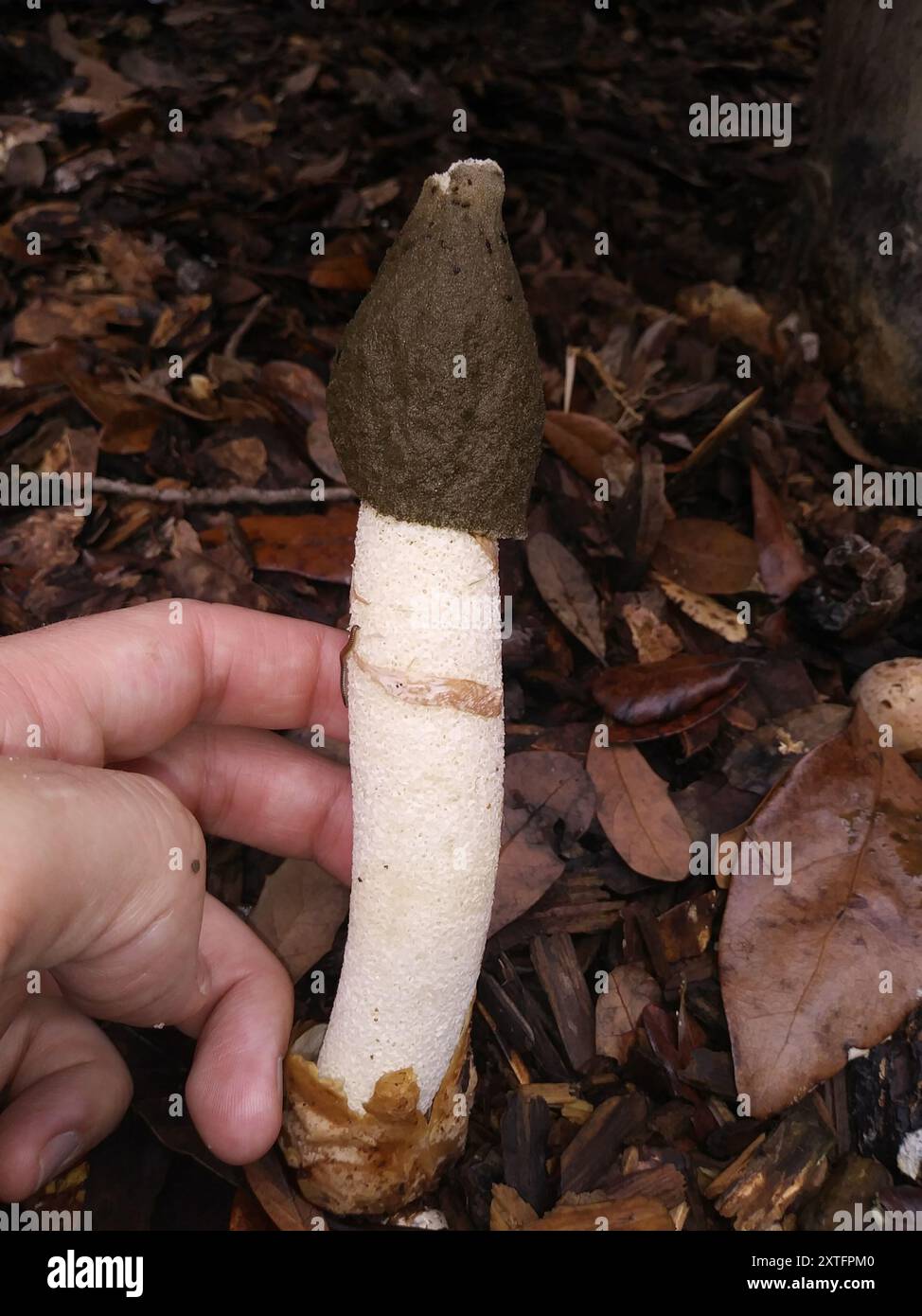 Ravenel s Stinkhorn Phallus Ravenelii Fungi Stock Photo Alamy ravenel-s-stinkhorn-phallus-ravenelii-fungi-stock-photo-alamy