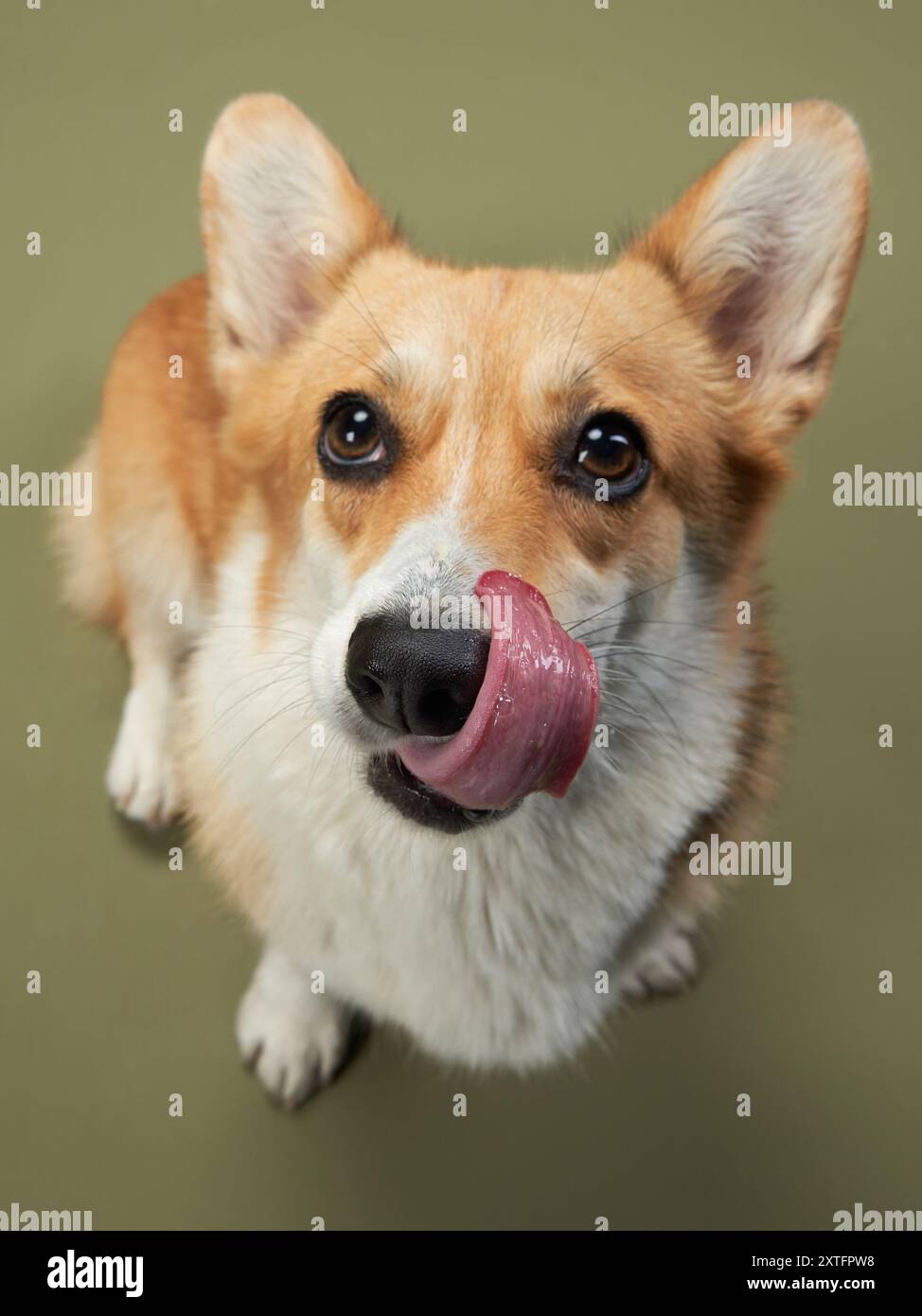 A Corgi dog looks up with a tongue out in a friendly greeting, its bright eyes and perky ears perfectly capturing the breed sociable and cheerful Stock Photo