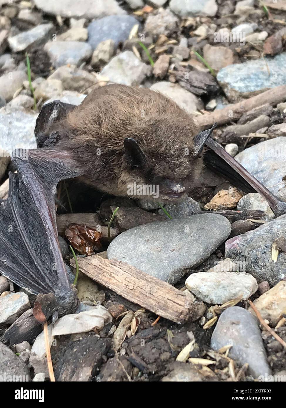 Little Brown Bat (Myotis lucifugus) Mammalia Stock Photo - Alamy