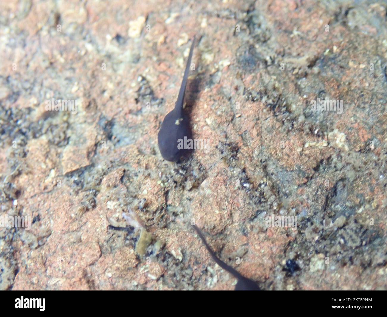 Frogs and Toads (Anura) Amphibia Stock Photo - Alamy