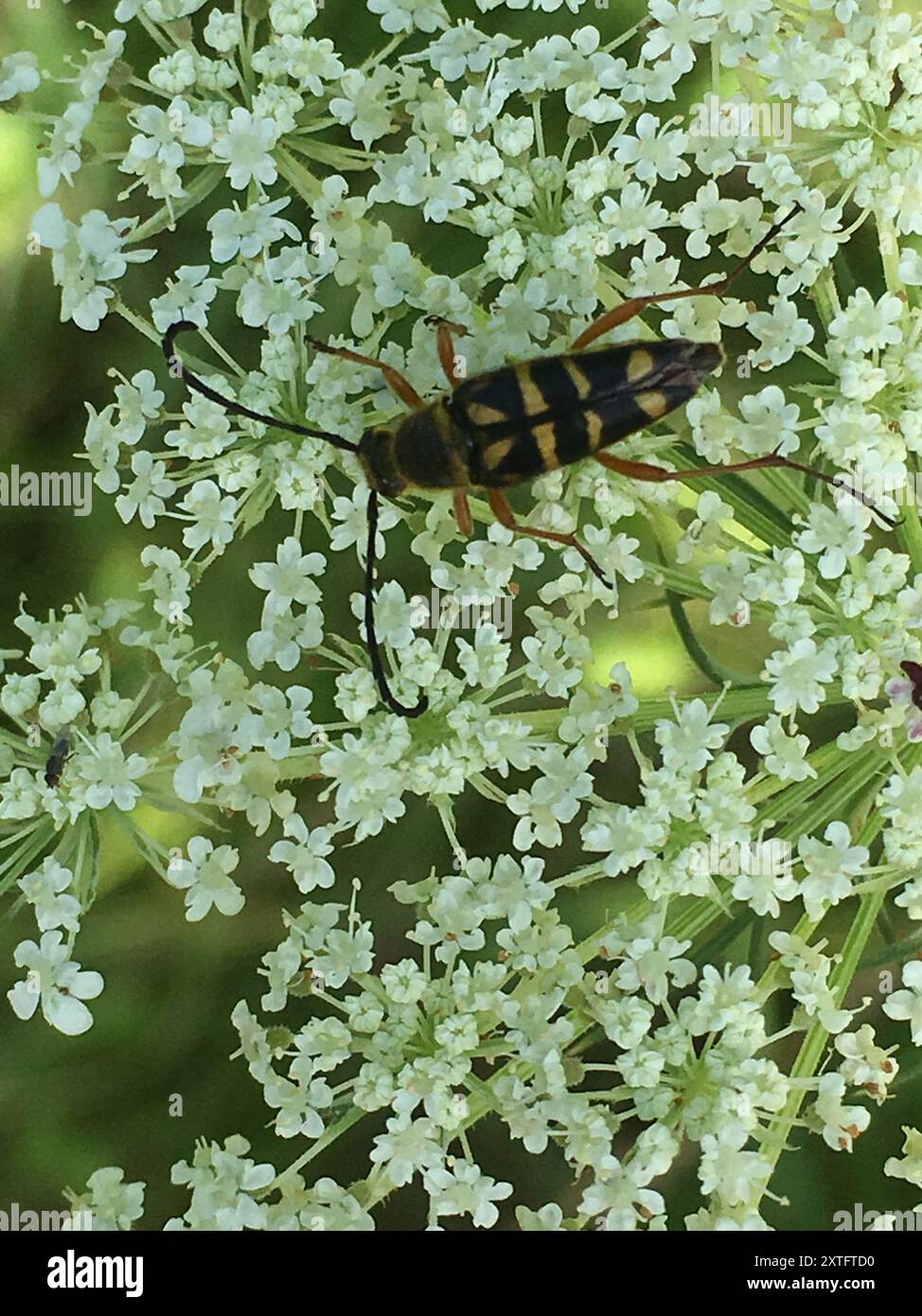 Zabre Insecte Zebra longhorn beetle hi-res stock photography and images - Alamy