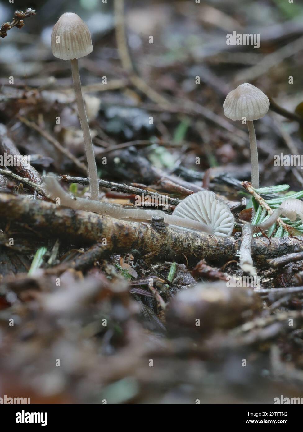 wallemia-mellicola-fungi-stock-photo-alamy