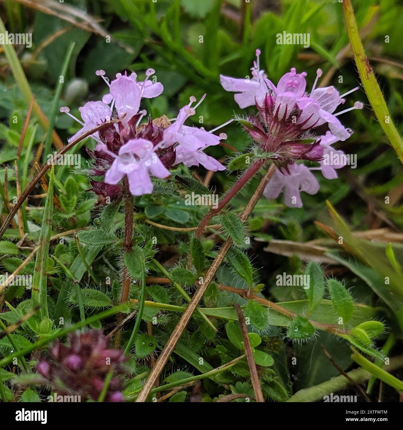Mother of Thyme (Thymus praecox) Plantae Stock Photo - Alamy
