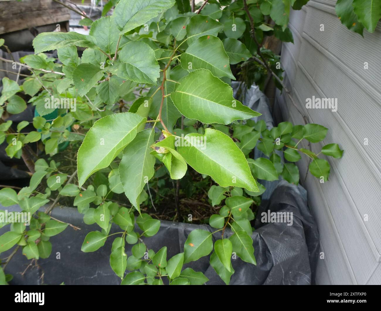 Pear Rust (Gymnosporangium sabinae) Fungi Stock Photo - Alamy