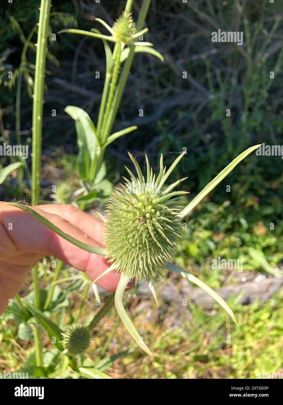Acquista semi di Teasel di Fuller - Dipsacus Sativus | Erba di fiori