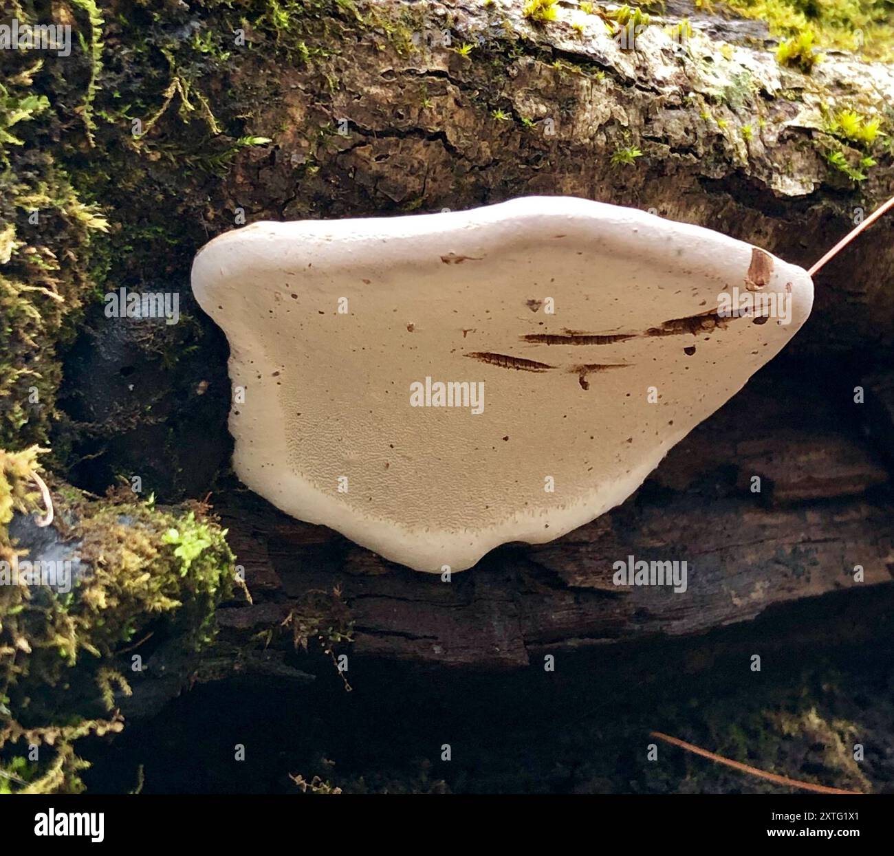 artist's bracket (Ganoderma applanatum) Fungi Stock Photo - Alamy