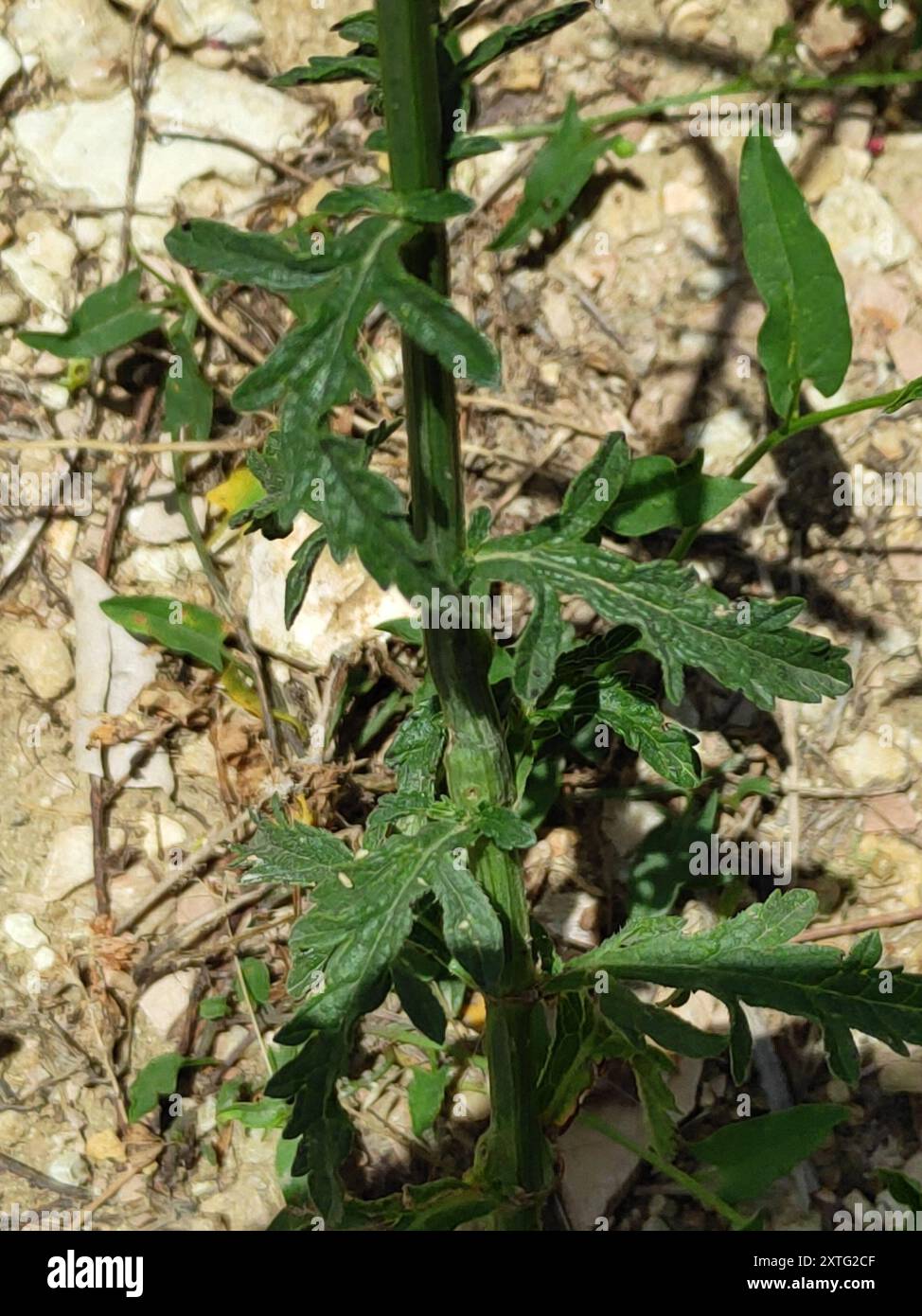 Common vervain (Verbena officinalis) Plantae Stock Photo - Alamy