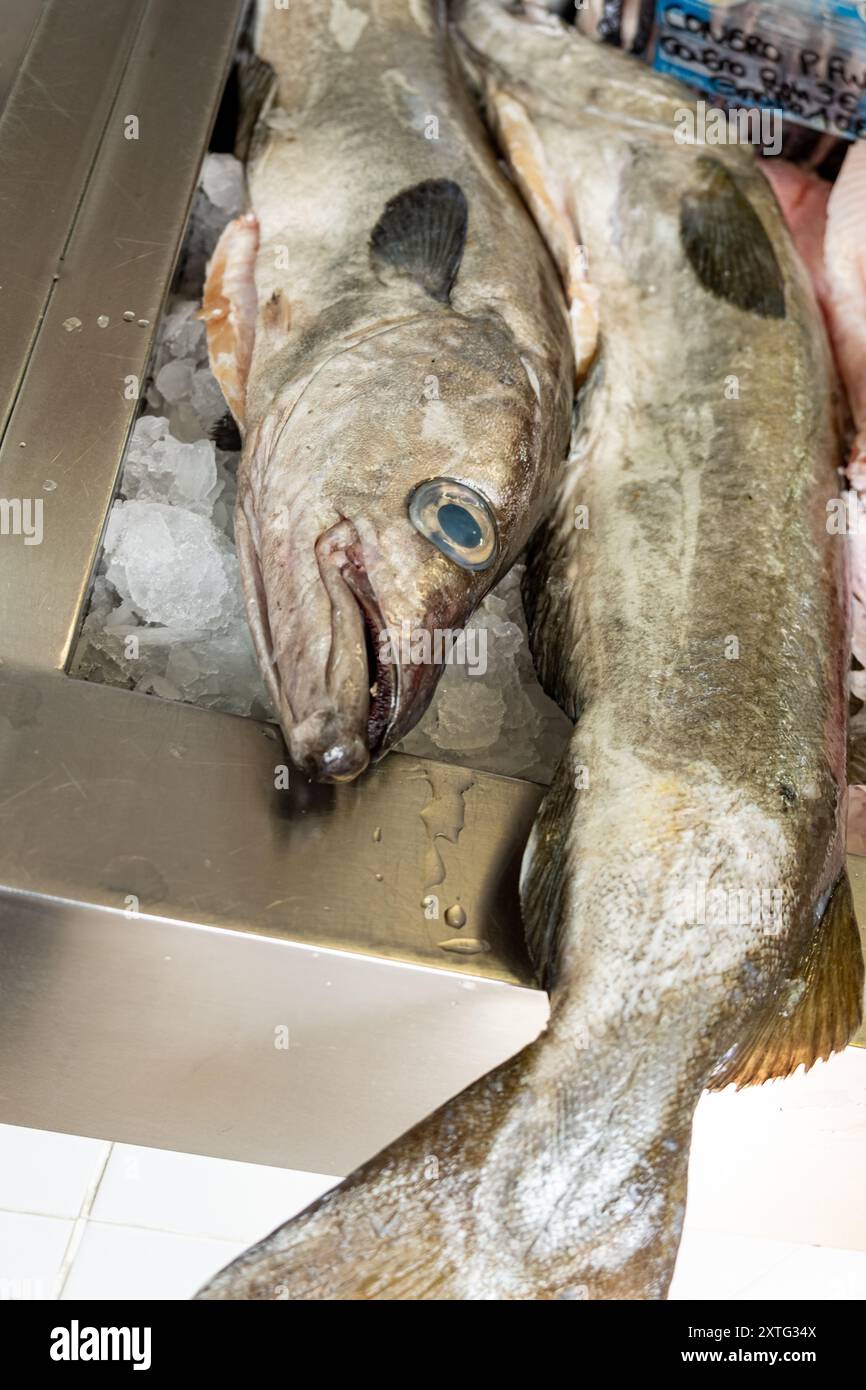 detail of the head of a freshly caught conger eel on sale at the harbour fish market Stock Photo