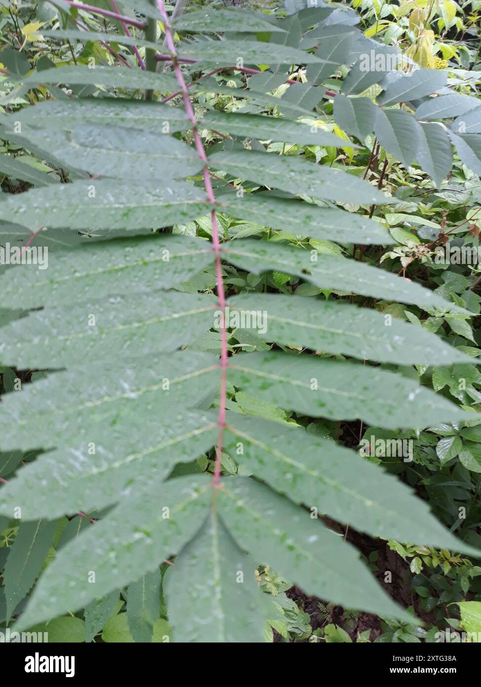 smooth sumac (Rhus glabra) Plantae Stock Photo - Alamy