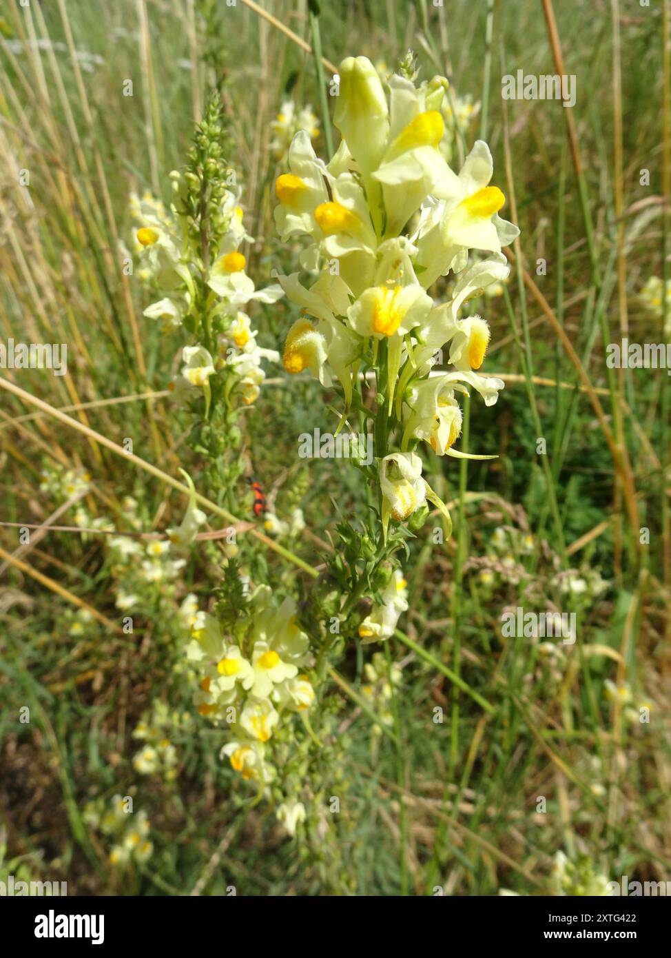Toad Fls common toadflax (Linaria vulgaris) Plantae Stock Photo - Alamy