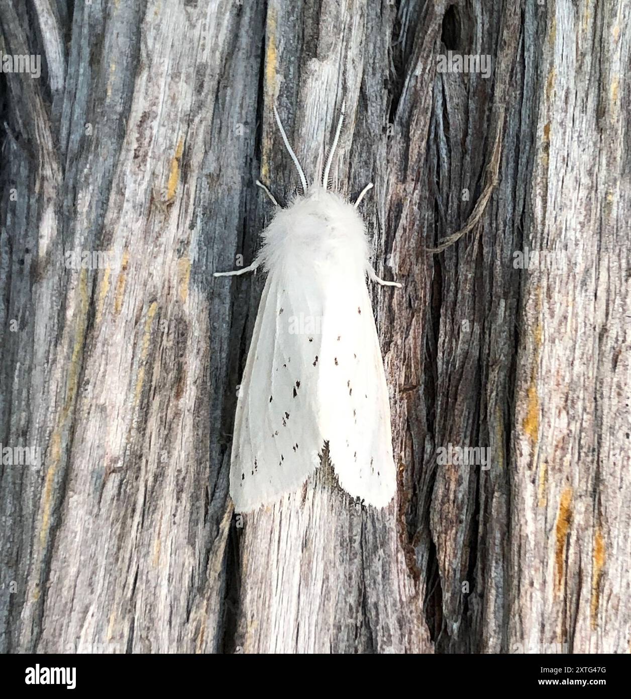 Agreeable tiger moth hi-res stock photography and images - Alamy