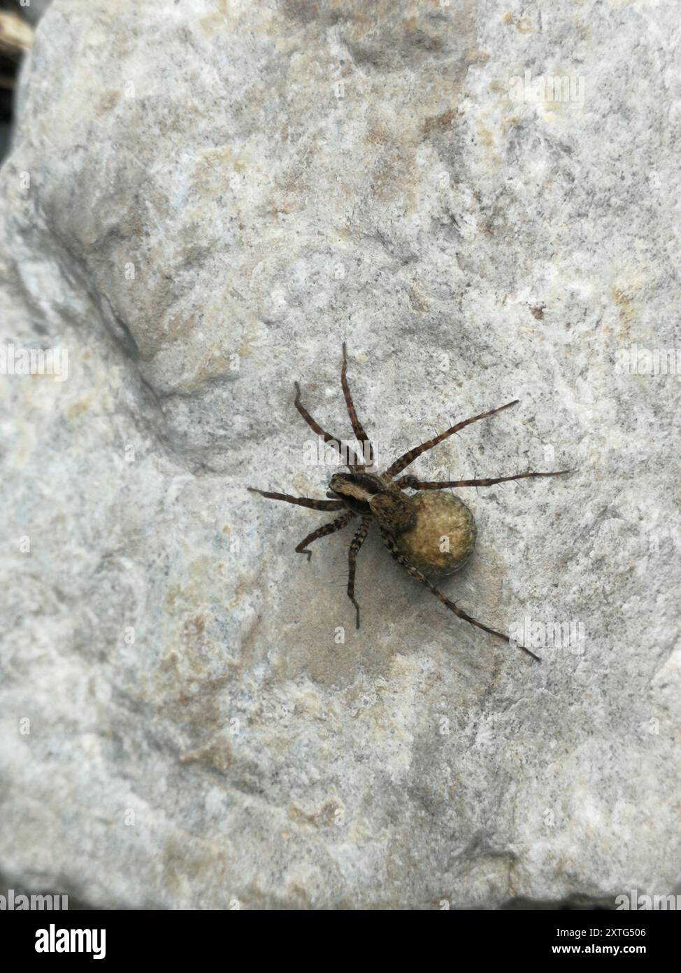 Common Forest Wolf Spider Complex (Pardosa lugubris) Arachnida Stock