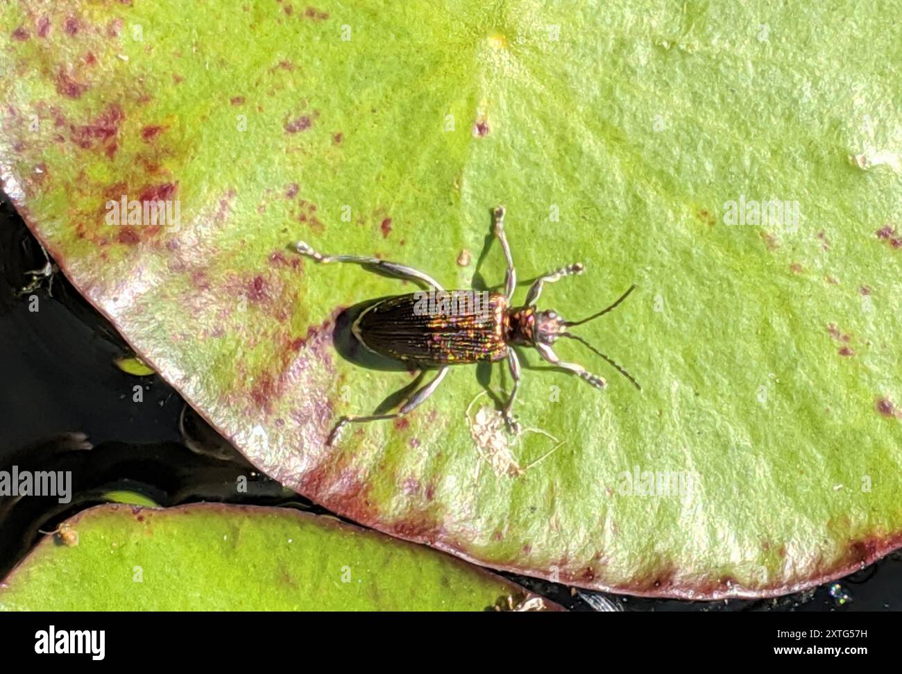 Aquatic Leaf Beetles (Donaciinae) Insecta Stock Photo - Alamy