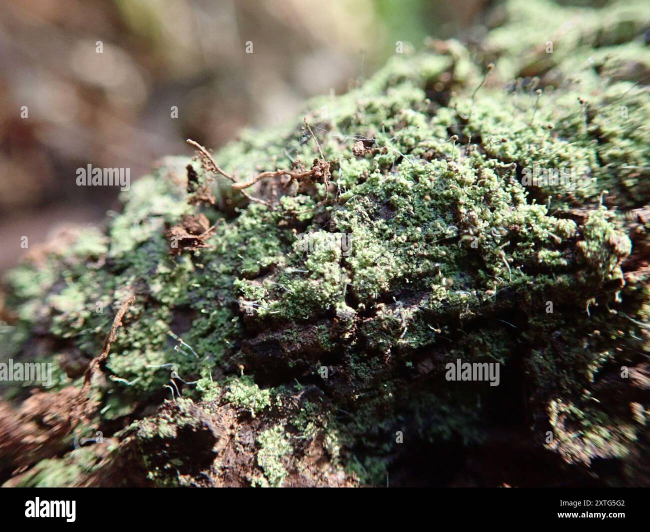 stubble-lichens-chaenotheca-fungi-stock-photo-alamy