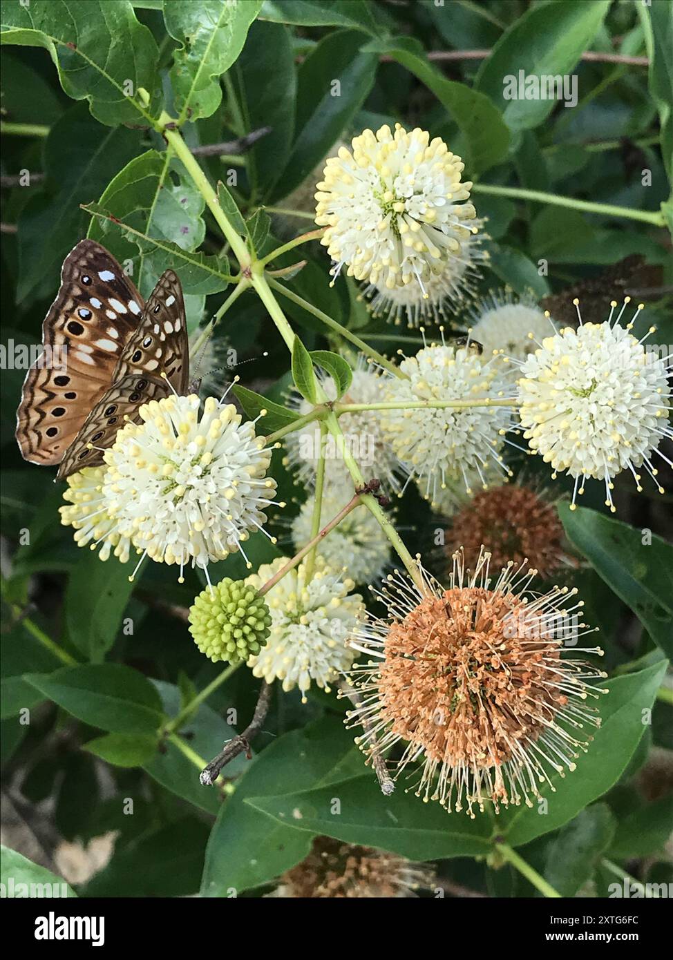 buttonbush (Cephalanthus occidentalis) Plantae Stock Photo - Alamy