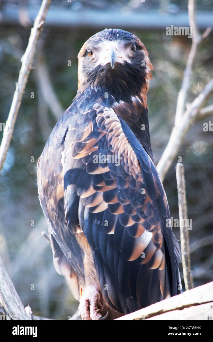 Large wingspan bird hi-res stock photography and images - Alamy