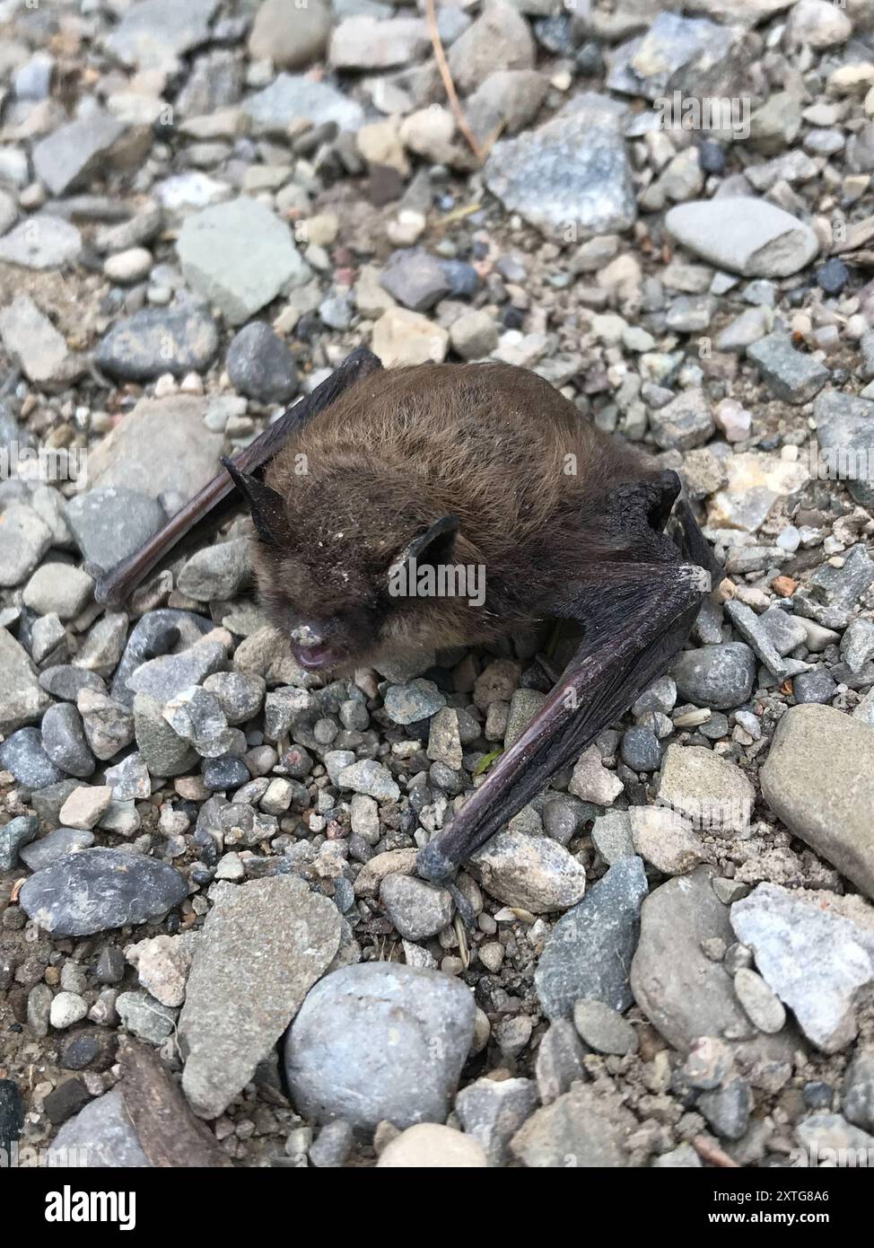 Little Brown Bat (Myotis lucifugus) Mammalia Stock Photo - Alamy